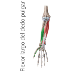 Músculo Flexor Largo del Pulgar