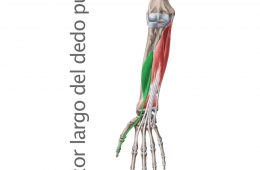 Músculo Flexor Largo del Pulgar