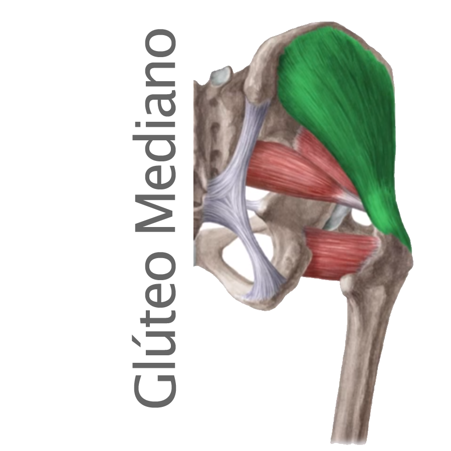 Músculo Glúteo Mediano