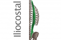 Músculo Iliocostal