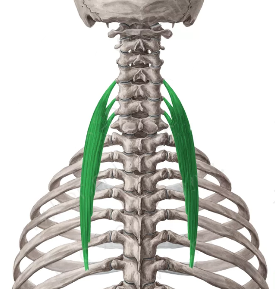 iliocostal-cervical