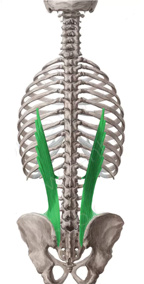 iliocostal-lumbar