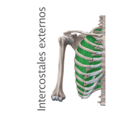 Músculos : Intercostales