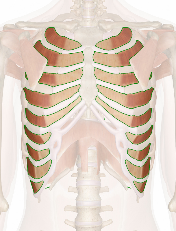 intercostales-externos-2