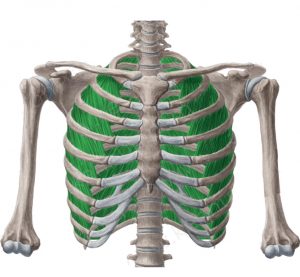 Intercostales externos