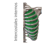 Músculo: Intercostales internos