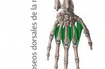 Músculos Interóseos Dorsales