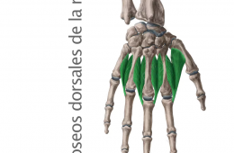 Músculos Interóseos Dorsales