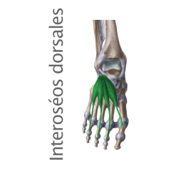 Músculo Interoseos Dorsales