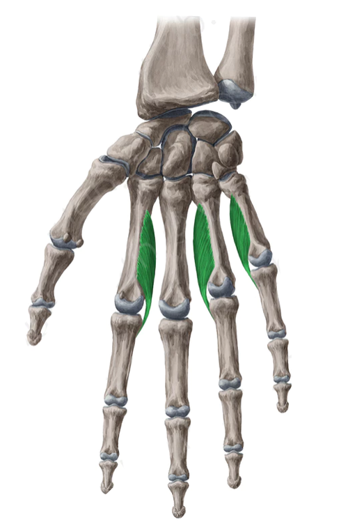 Vista 2 Interóseos palmares