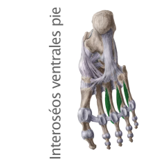 Músculo Interoseos Ventrales Pie