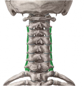 intertrasverso-cervical