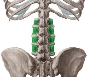 intertrasverso-lumbar