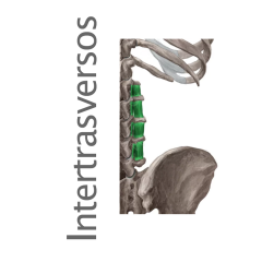 Músculo Intertransverso