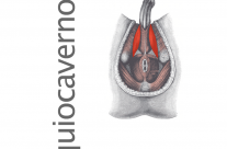 Músculo Isquiocavernoso