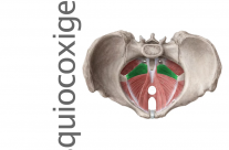 Musculo Isquiocoxigeo
