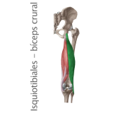 Músculo Isquiotibiales Biceps Crural