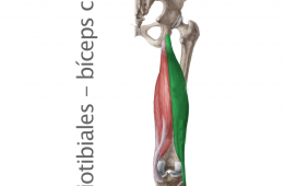 Músculo Isquiotibiales Biceps Crural