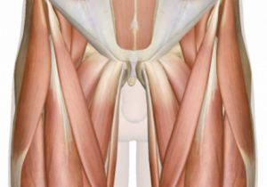 Músculos de la cadera