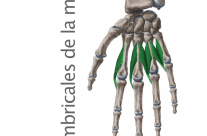 Músculos Lumbricales