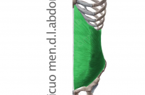 Músculo Oblicuo Menor del Abdomen