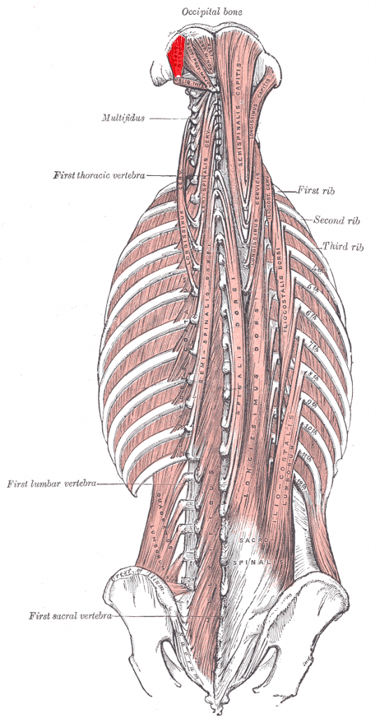 oblicuo-menor-de-la-cabeza