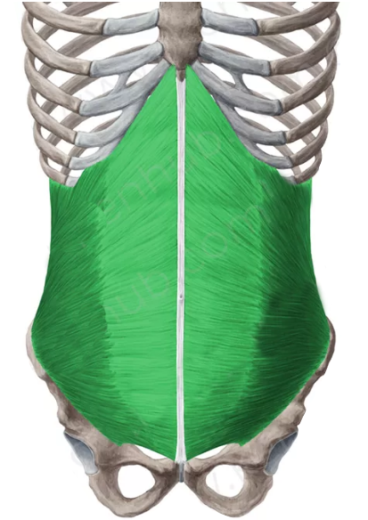 oblicuo-menor-del-abdomen