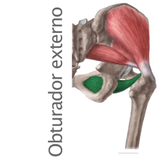 Músculo Obturador Externo