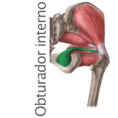 Músculo Obturador Interno