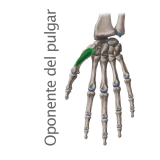 Músculo Oponente del Pulgar