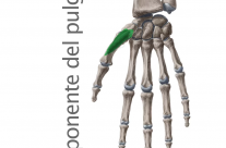 Músculo Oponente del Pulgar