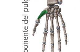 Músculo Oponente del Pulgar