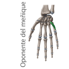 Músculo Oponente del Meñique