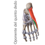 Músculo Oponente del Quinto Dedo