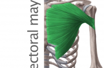 Músculo Pectoral mayor