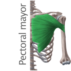 Músculo Pectoral mayor