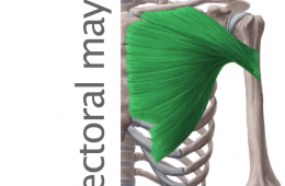 Músculo Pectoral mayor