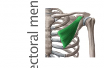 Músculo Pectoral menor