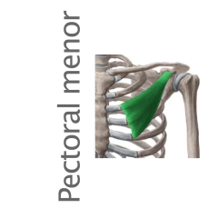 Músculo Pectoral menor