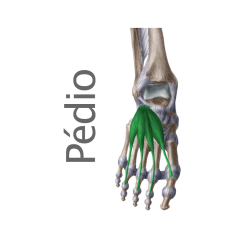 Músculo Pedio o Extensor corto de los dedos