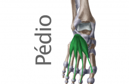 Músculo Pedio o Extensor corto de los dedos