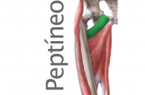 Músculo Peptíneo