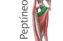 Músculo Peptíneo