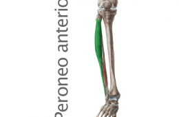 Músculo Peroneo Anterior