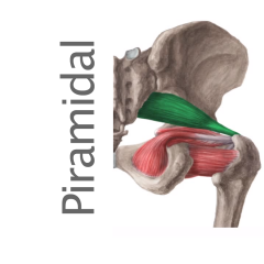Músculo Piramidal