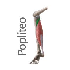 Músculo: Popliteo