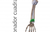 Músculo Pronador Cuadrado
