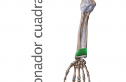 Músculo Pronador Cuadrado