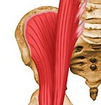 psoas