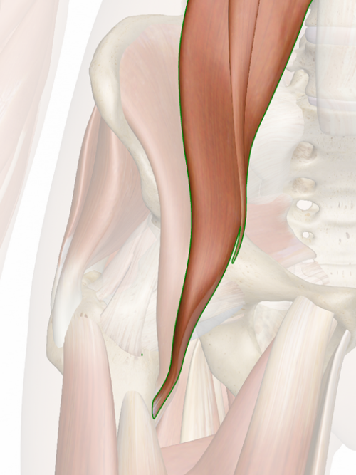 Vista 3 Psoas ilíaco